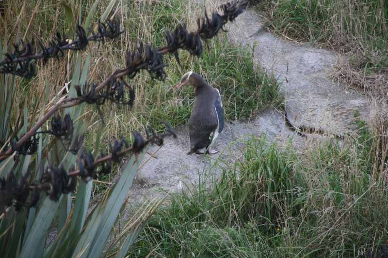 Nieuw-Zeeland 2011 - 1998